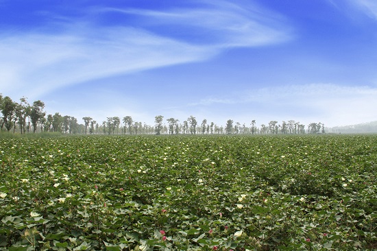 2.富平卤泊滩盐碱地治理项目刷新后.jpg